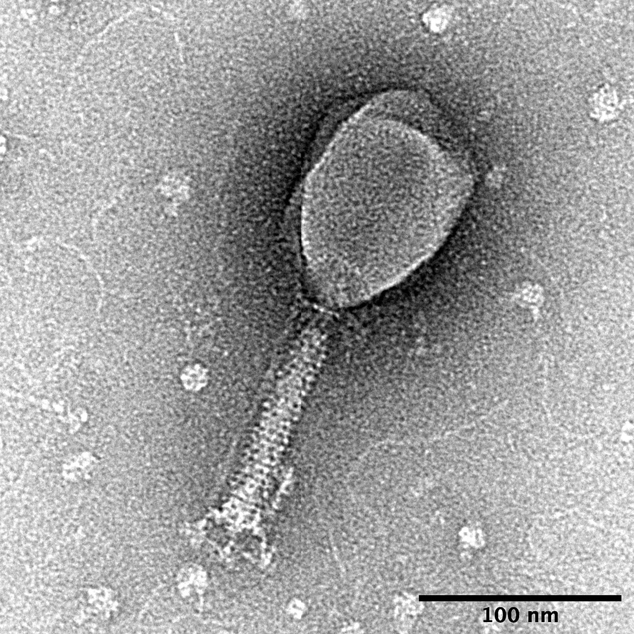A transmission electron micrograph of T2 bacteriophages