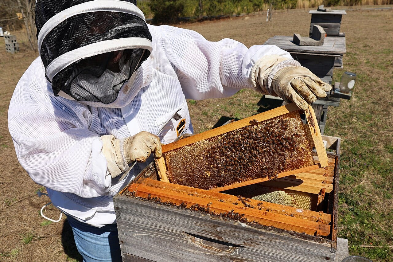 A beekeeper in a white suit lifts a frame from a hive box to check it for problems