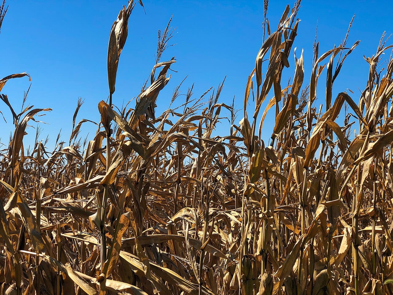 Rows of corn stand ready for harvest on a farm in the Missouri Valley in Iowa
